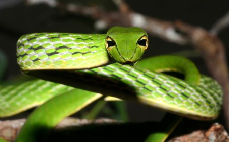 Green Vine Snake Ahaetulla nasuta Sri Lanka